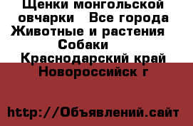 Щенки монгольской овчарки - Все города Животные и растения » Собаки   . Краснодарский край,Новороссийск г.